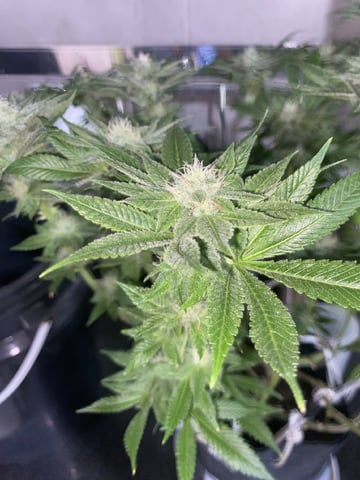 75x60  x 4 Gens — flower, day 60