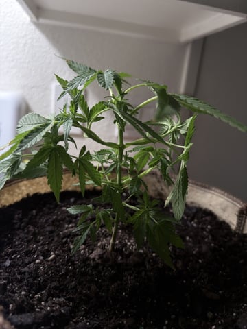 Bruce Banner ⛽️ — vegetative, day 55
