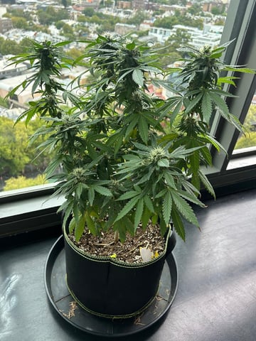Royal Highness — flower, day 127