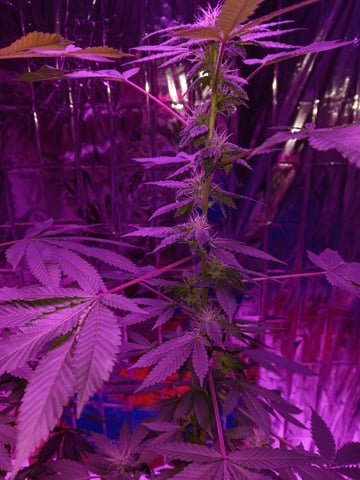 triangle kush  — flower, day 72