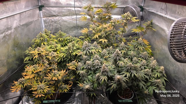 Grow #1 — flower, day 111