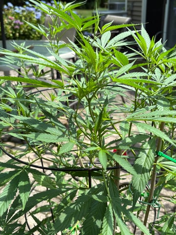 purple punch  — vegetative, day 25