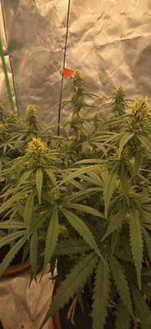 Smooth Nuggies (the future #1 & Pruple widow ) — flower, day 19