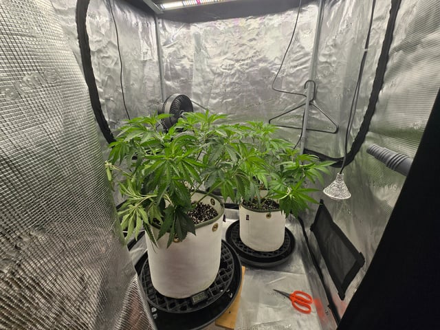 Grow 3 — flower, day 1