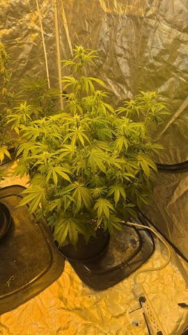 A Wonderful Cycle — flower, day 15