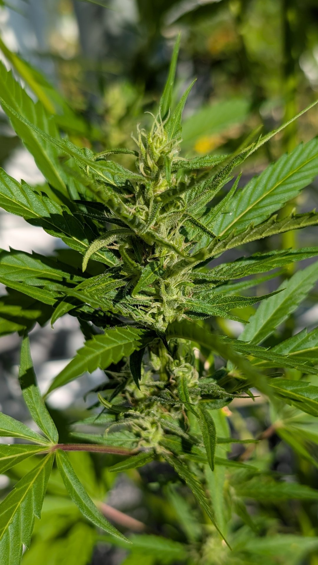 Sativa Grow Outdoor 2025