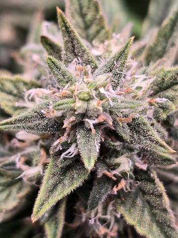 blue dream auto — flower, day 61