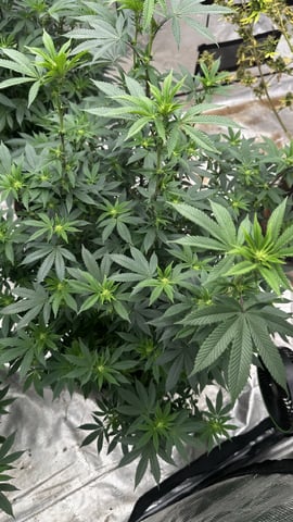 White Runtz (Barney’s Farm)