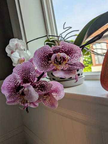 See what grows — vegetative, day 115