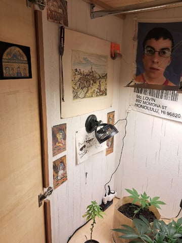 Gugugaga — vegetative, day 5