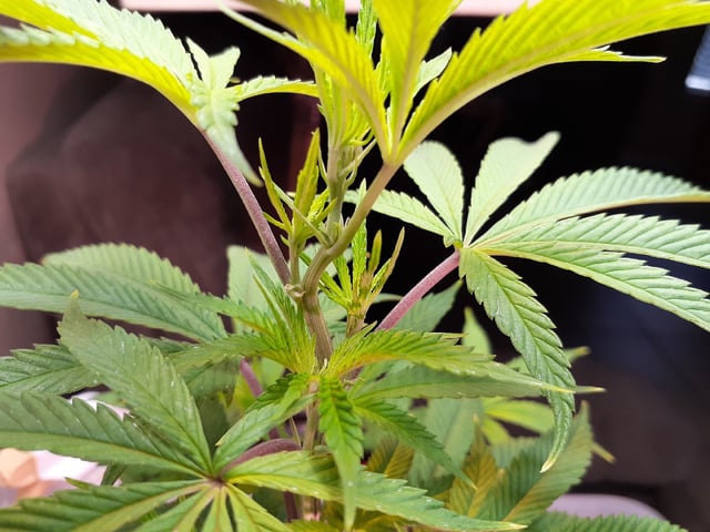 Sub Zero#12 Photoperiod Grow — vegetative, day 112