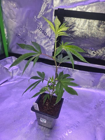 MOTHER ROOM — vegetative, day 3