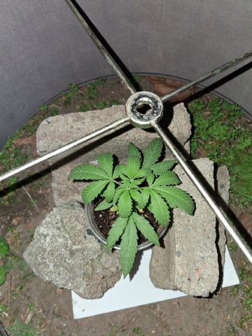 My First Grow — vegetative, day 49