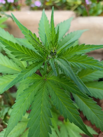 White Widow/Gorilla Glue — vegetative, day 25