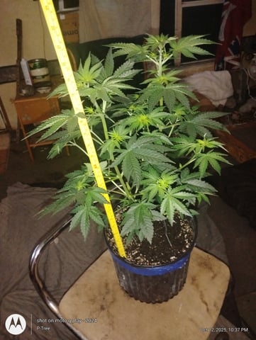 Blueberry Cupcake -- Humboldt County (pheno hunt/clone run) — flower, day 8