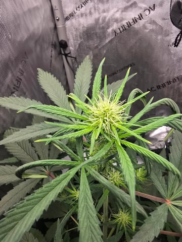 Pull my finger and Mowie Wowie — grow_setup, day 62