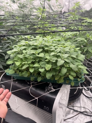 first indoor — flower, day 77