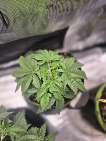  1 Blue Zushi x Venom & 1 Jack Here x Strawberry Cookies OG — vegetative, day 29