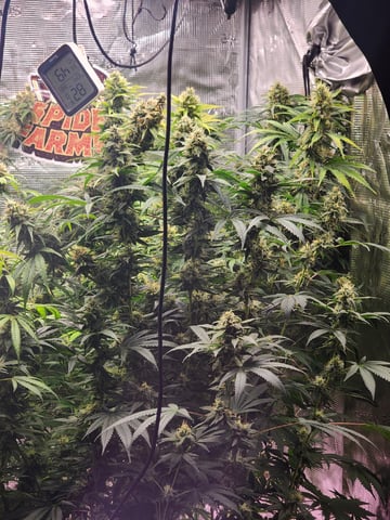 Hashburger And Lemon Deisel — harvest, day 3