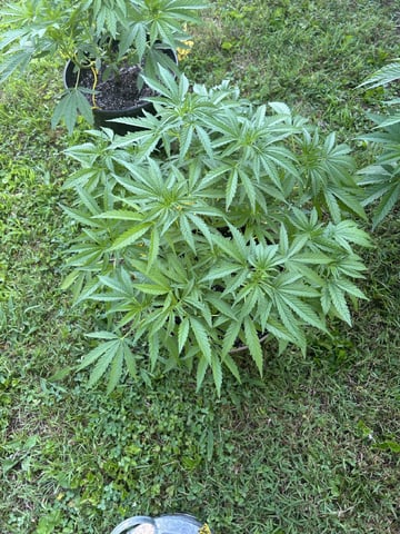 2026 Outdoor — vegetative, day 61