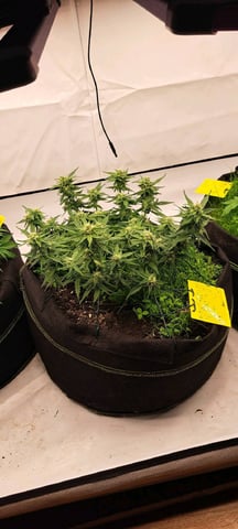 First Grow with the new setup  — auto, day 50