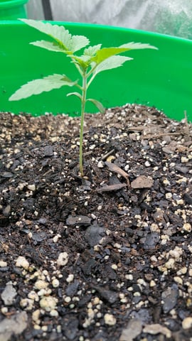 b1. — vegetative, day 12