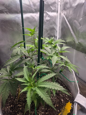 Looking for advice! — vegetative, day 37