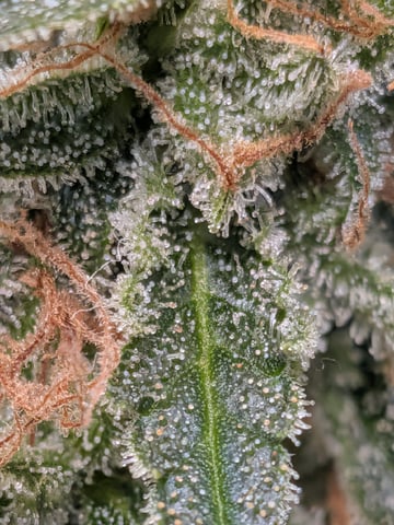 Zkittlez (Auto) — flower, day 114