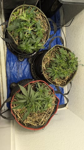August Grow