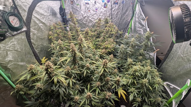 Strawberry Cheesecake Seedsman Seeds Autoflowers x2 — flower, day 92