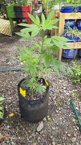 We Ready For Outside #2 — vegetative, day 35