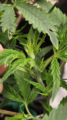 critical Michigan gelato  — vegetative, day 2