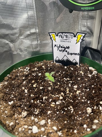 Mephistos Auto  — auto, day 6