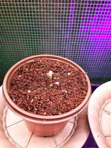 Blackberry kush — germination, day 4