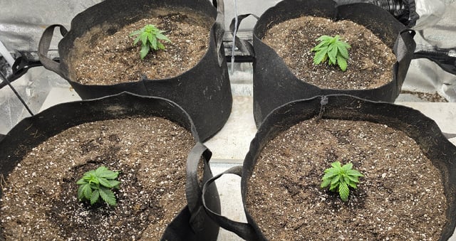 SGC & GWS — vegetative, day 26