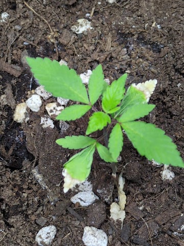 Audrey III — vegetative, day 31