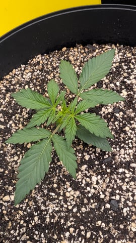 Mixed Grow — grow_setup, day 28