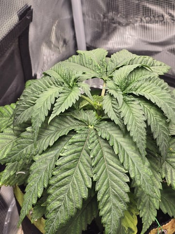 mc nuggets r1 — vegetative, day 24