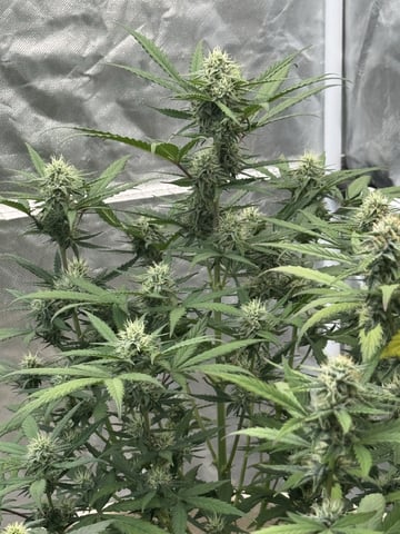 Redclay — flower, day 37