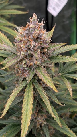 Strawberry Cheesecake Seedsman Seeds Autoflowers x2 — flower, day 98