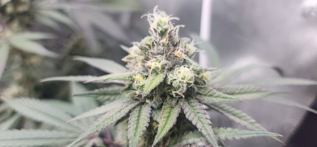 First clones (Dr nefario)  — flower, day 68