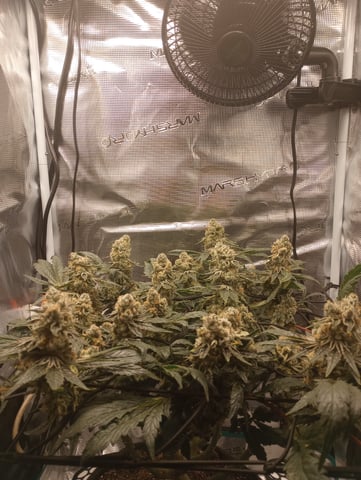 Wizard Punch first grow  — flower, day 104