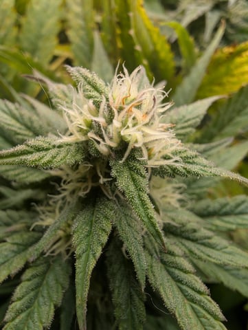 First Legal Grow — flower, day 119