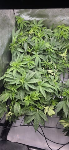 Maple Nectar  — vegetative, day 39