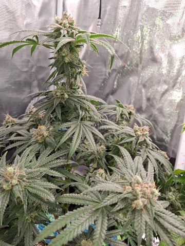 SoFloBudz — flower, day 101
