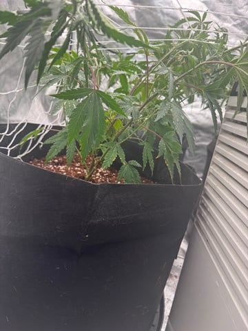Second Indoor (all Clones) — vegetative, day 23