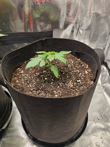 Northern lights #10 2nd plant (Selkies) — vegetative, day 15