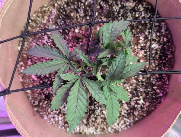 2025-26 — vegetative, day 20