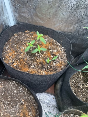 Do-si-doe — vegetative, day 1