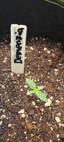 First Grow with the new setup  — seedling_rooting, day 9